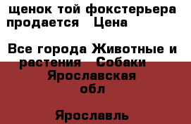 щенок той-фокстерьера продается › Цена ­ 25 000 - Все города Животные и растения » Собаки   . Ярославская обл.,Ярославль г.